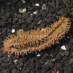 Red Footed Sea Cucumber EXPERT ONLY (click for more detail)